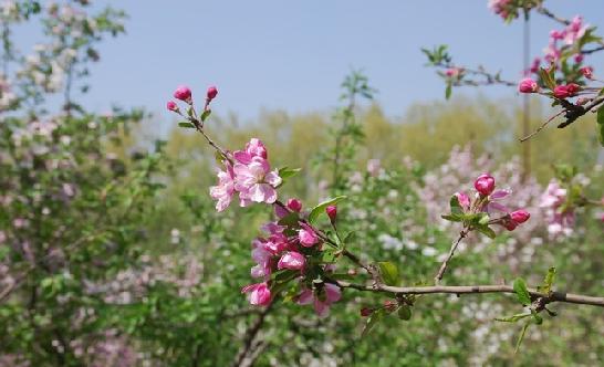 西郊森林公園踏青美景